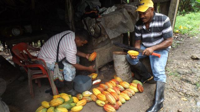 Two farmers prepare cacao samples to test quality