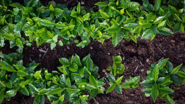 Above view of two rows of coffee bean seedlings